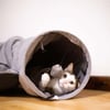 Túnel de brincar com cama de gato Zolia Mancha