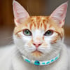 Zolia Zigzag Phosphoreszierendes Katzenhalsband mit Glöckchen