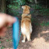 Trela de rastreio para Cão Azul - 5 e 10 metros