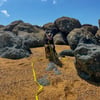 Trela de rastreio para Cão Amarelo Fluorescente - 5 e 10 metros