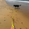 Correa de rastreo para perros - 5 y 10 metros - Amarillo fluo