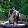 Poolmatratze für Hunde Zolia Bora Bora