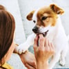 ADAPTIL Chew - comprimidos masticables antiestrés para perros
