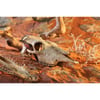 Décoration crâne Crocodile Exo-Terra