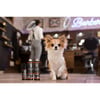 BARBERSHOP Shiny Groove Conditioner für Hunde mit fettigem Fell