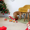 Caixa festiva com 8 surpresas para cães Zolia