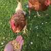 Miscela completa per galline ovaiole 17 kg - Zoomalia Basic