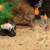 JBL Pronovo Fantail Grano M Click per l'allevamento di pesci rossi
