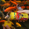 JBL Pronovo Red Flakes M Escamas para goldfish