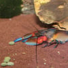 JBL Pronovo Crabs Wafer M alimento en obleas para cangrejos