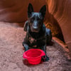 Opvouwbare hondenbak Kurgo Collaps A Bowl 