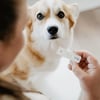 Test de grossesse Bellylabs pour chien 