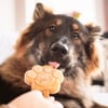 Smoofl Mélange pour glace pour chien adulte - Caramel