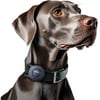 TRACKIPET GPS-Tracker für Hunde