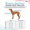 HALTI Harnais Anatomy pour chien - Gris