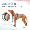 HALTI Harnais Anatomy pour chien - Gris