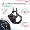 HALTI Harnais Anatomy pour chiot - Gris