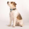 Max & Molly Halsband voor honden Smart ID - Summertime