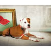 Max & Molly Laisse courte pour chien - Watermelon