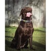 Max & Molly Collare per cane Smart ID - Piccoli Mostri