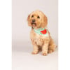 Max & Molly Bandana para perro - Watermelon