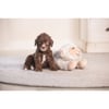 BEEZTEES Knuffel BOWI voor puppy's