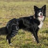 BALTO Sport Agile - Bande de compression droit pour chien