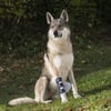 BALTO Bone - Attelle pour fracture de la patte avant