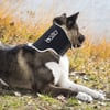 BALTO Neck Eco - Minerve anti-léchage pour chien et chat