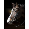 HARRY'S HORSE Bridon Anatomique Rosegold