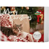 BUBIMEX Adventskalender mit Fleisch für Katzen