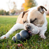 KONG Extreme Brinquedo para Cão 3 tamanhos - borracha sólida para cães adultos energéticos