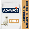 Advance Labrador Adult