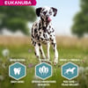 Eukanuba Adult Sensitive Saumon & Orge pour chien adulte de grande race