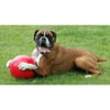 Boomer Ball pour chien 4 tailles