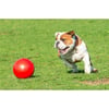 Boomer Ball Pelota para perros 4 tamaños
