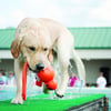 Brinquedo flutuante para cão KONG WATER WUBBA