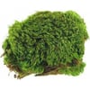 ZooMed Frog Moss
