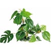 Pflanze Anubias/Speerblätter in verschiedenen Größen
