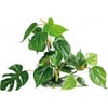 Plant Anubias verschillende maten