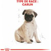 Royal Canin Breed Puppy Pug pour Carlin Chiot