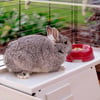 Gabbia per conigli - 142 cm - Ferplast Krolik 140 Plus