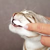 Set hygiène dentaire avec brosses et dentifrice pour chat