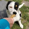Bones - Kauknochen für Hunde DAILYS