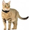 CANIFUGUE SMALL Collar antifugas para perros pequeños y gatos