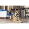 Collier de dressage PetSafe SMART DOG Bluetooth 