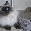 Kartonnen krabmand voor katten ZOLIA FLORETTE + inclusief catnip