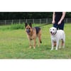 Trela educativa e de treino para cães dinâmicos Halti - Varios tamanhos