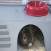 Käfig für Kaninchen und Meerschweinchen - 120cm - Zolia Mamba
