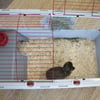 Käfig für Kaninchen und Meerschweinchen - 120cm - Zolia Mamba